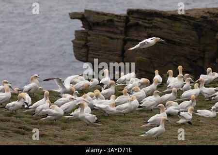 Una colonia di gannetti che poggia su una zona erbosa al margine di alcune scogliere ripide sull'Isola di Noss. Foto Stock