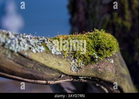 Un ravvicinato di un ramo d'albero molto vecchio in una luce solare estiva. Foto Stock