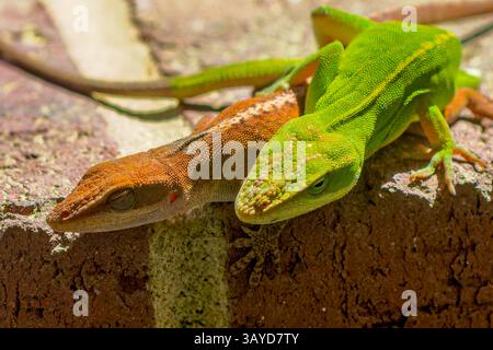 Anolo verde (Anolis carolinensis) durante l'accoppiamento, conosciuto come Carolina anole, Carolina anolo verde, ecc.. Stati Uniti e a volte indicati come A Foto Stock