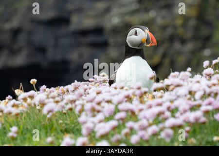 Ritratto di una bellissima pulcinella di mare dell'atlantico fotografata sull'isola di Noss, Shetlands. Foto Stock