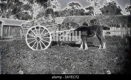 Un cavallo si erge accanto a un vecchio carro carico di fieno, adagiato su uno sfondo di alberi e una recinzione rustica. La scena cattura la semplicità della vita rurale, sottolineando il legame tra gli animali e i loro dintorni., negative - A Load of Melons, Morrison Bros Wangaratta North, Victoria, 1930 circa, Un uomo seduto su un carro di primavera trainato da cavalli o un acquario carico di cocomeri. C'è un puledro in primo piano che beve il latte dalla cavalluccio di mare imbrigliato fino al carrello. Sul pannello laterale del carrello sono dipinte le parole: MORRISON, ??? WORTH, ???TION., arte classica con un tocco moderno reinventata Foto Stock