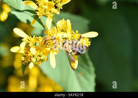 Ci sono più di 250 specie di bombi al mondo caratterizzate da torace giallo ricoperto di peli. L'addome è coperto in modo simile in b alternato Foto Stock