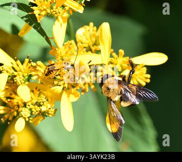 Ci sono più di 250 specie di bombi al mondo caratterizzate da torace giallo ricoperto di peli. L'addome è coperto in modo simile in b alternato Foto Stock