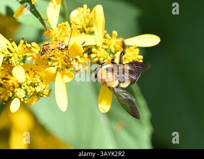 Ci sono più di 250 specie di bombi al mondo caratterizzate da torace giallo ricoperto di peli. L'addome è coperto in modo simile in b alternato Foto Stock