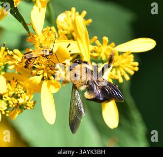 Ci sono più di 250 specie di bombi al mondo caratterizzate da torace giallo ricoperto di peli. L'addome è coperto in modo simile in b alternato Foto Stock