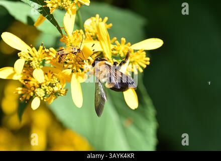 Ci sono più di 250 specie di bombi al mondo caratterizzate da torace giallo ricoperto di peli. L'addome è coperto in modo simile in b alternato Foto Stock