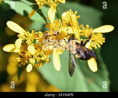Ci sono più di 250 specie di bombi al mondo caratterizzate da torace giallo ricoperto di peli. L'addome è coperto in modo simile in b alternato Foto Stock