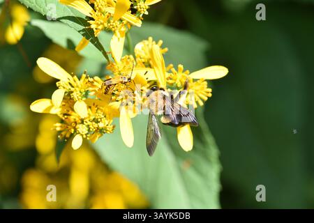 Ci sono più di 250 specie di bombi al mondo caratterizzate da torace giallo ricoperto di peli. L'addome è coperto in modo simile in b alternato Foto Stock