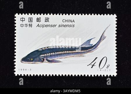 CINA - CIRCA 1994: Un francobollo stampato in Cina mostra Sturgeon, circa 1994. Foto Stock