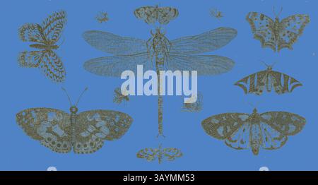 Una collezione di insetti dettagliatamente dettagliati, tra cui varie farfalle, falene e una libellula, disposti su un vivace sfondo blu, che mostrano i loro motivi e forme unici. A Dragonfly, ladybirds e Butterflies, dopo il 1646, Wenceslaus Hollar, ceco, 1607-1677, Boemia, incisione su carta posata in avorio, 111 x 206 mm (foglio, rifilato all'interno del segno del piatto) Arte classica con un tocco moderno reinventata da Artotop Foto Stock