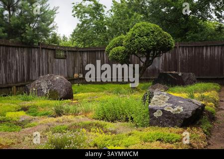 Ritagliato Thuja occidentalis - Bianco albero di cedro, vegetazione lussureggiante e rocce ricoperte con il lichen crescita nel giardino Zen in estate. Foto Stock