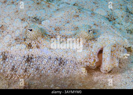 Il pavone la passera pianuzza, Bothus mancus, è un membro della famiglia più grande di pesce piatto, Botidi. Tutti i membri di questo gruppo sono noti come "lato sinistro" flou Foto Stock
