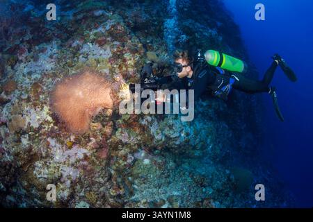 Il subacqueo (MR) con sistema video scatta un grande anemone e un anemonefish in un'immersione a muro al largo dell'isola di Yap, Micronesia. Foto Stock