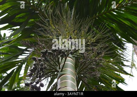 Vivace palma Areca con frutta e fiori, perfetta per annunci pubblicitari, marchio ecologico, viaggi tropicali, prodotti per il benessere, o immagini di marketing a tema naturale Foto Stock