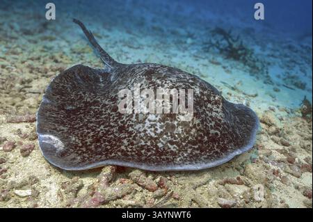 La pastinaca maculata nera (Taeniurops meyeni) sinonimo di Taeniura meyeni la pastinaca maculata nera nuota sui fondali marini sabbiosi, nell'Oceano Pacifico Foto Stock