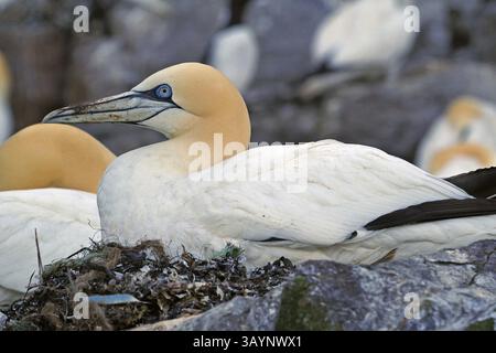Gannette che riposano su un nido roccioso, tranquilla scena faunistica, Bass Rock, North Berwick, Scozia, Regno Unito, Europa Foto Stock