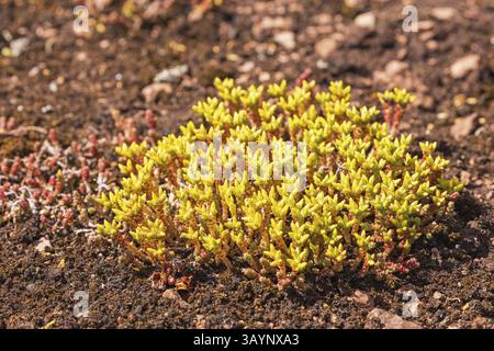Pietra di Goldmoss gialla (Sedum acro) che fiorisce sul terreno una pianta perenne a fiore Foto Stock