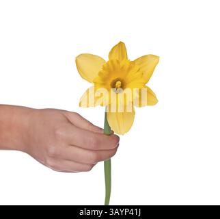 Mano femmina con giallo narciso isolati su sfondo bianco Foto Stock