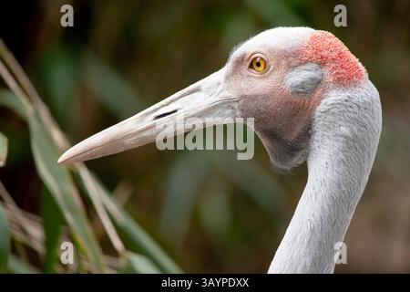 La Brolga è di colore grigio pallido con un'evidente toppa rossa-arancione sulla testa con una rugiada nera appesa sotto il mento. Foto Stock