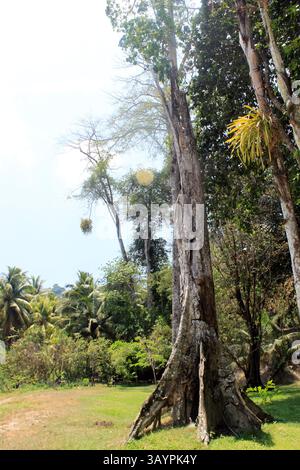 Un maestoso alto albero che sorge dal cuore di una foresta tropicale, circondato da una vegetazione lussureggiante, da una vivace vita nella giungla, che mostra la grandezza della natura Foto Stock