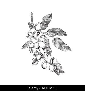 Rametto di pistacchio con noci e foglie. Illustrazione in bianco e nero vettoriale disegnata a mano con inchiostro. Illustrazione Vettoriale