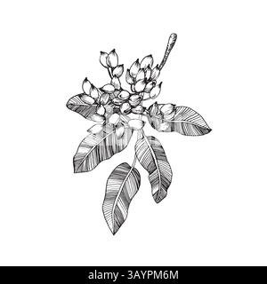 Rametto di pistacchio con frutta, semi e foglie. Illustrazione in bianco e nero vettoriale disegnata a mano con inchiostro. Illustrazione Vettoriale