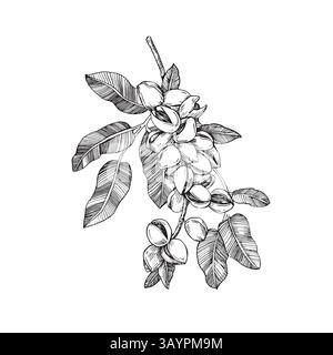 Rametto di pistacchio con noci e foglie. Illustrazione in bianco e nero vettoriale disegnata a mano con inchiostro. Illustrazione Vettoriale