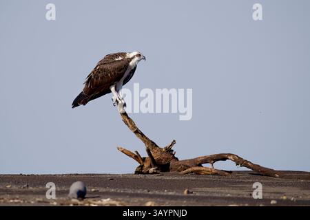 Osprey arroccato in Costa Rica Foto Stock