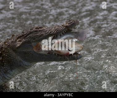 Coccodrillo che nutre e mangia pesce nell'acqua, coccodrillo da rapina dello Sri Lanka Crocodylus palustris Foto Stock