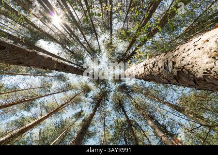 Uno scatto scattato dal basso, catturando le corone di pini contro il cielo Foto Stock