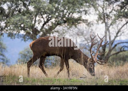Andalusia, Spagna - 28 ottobre 2024 : cervi roaming Foto Stock