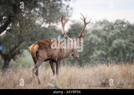Andalusia, Spagna - 28 ottobre 2024 : cervi roaming Foto Stock