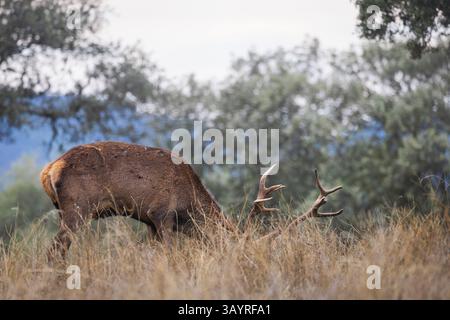 Andalusia, Spagna - 28 ottobre 2024 : cervi roaming Foto Stock