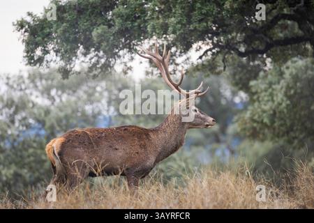 Andalusia, Spagna - 28 ottobre 2024 : cervi roaming Foto Stock