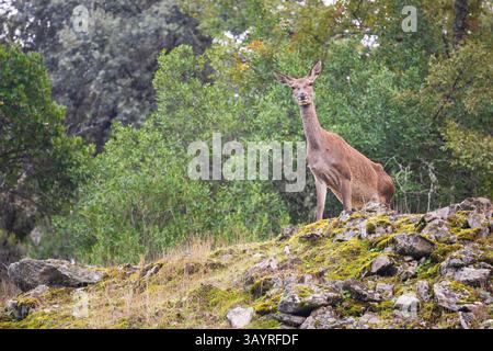 Andalusia, Spagna - 28 ottobre 2024 : cervo femminile Foto Stock