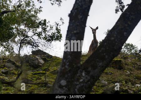 Andalusia, Spagna - 28 ottobre 2024 : cervo femminile Foto Stock