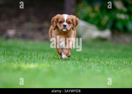 Ruby Cavalier King Charles Spaniel che gioca in un giardino Foto Stock