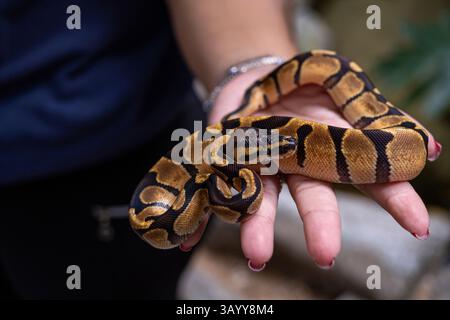 Il pitone Enchi morph della palla bambino in mano a una donna. Foto Stock