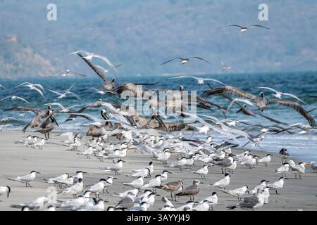 FLOK di uccelli marini in volo Foto Stock