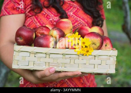Una splendida disposizione di mele fresche in un cesto circondato da fiori colorati Foto Stock