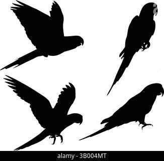 Quattro sagome di pappagallo su sfondo bianco con pose diverse e posizioni delle ali ben visibili Illustrazione Vettoriale