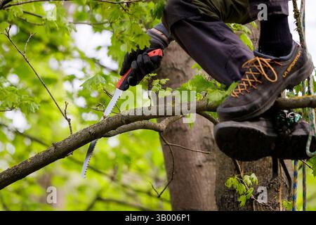 Symbolfoto zum Thema Baumpflege. Ein Mann aufgenommen bei der Baumpflege a Berlino, 23.04.2025. Berlin Deutschland *** foto simbolica sul soggetto o Foto Stock