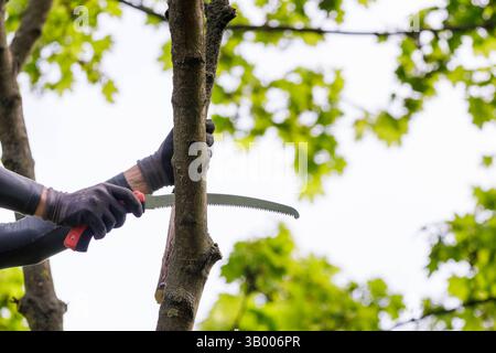 Symbolfoto zum Thema Baumpflege. Ein Mann aufgenommen bei der Baumpflege a Berlino, 23.04.2025. Berlin Deutschland *** foto simbolica sul soggetto o Foto Stock
