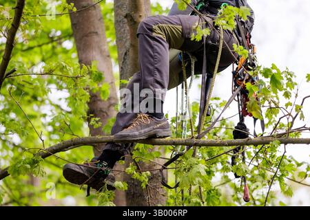 Symbolfoto zum Thema Baumpflege. Ein Mann aufgenommen bei der Baumpflege a Berlino, 23.04.2025. Berlin Deutschland *** foto simbolica sul soggetto o Foto Stock