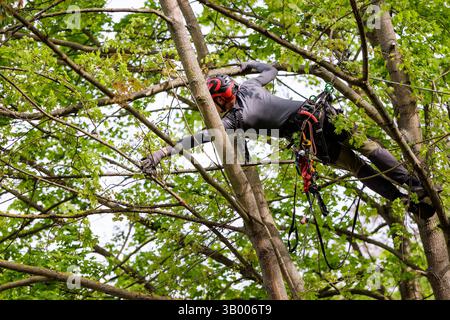 Symbolfoto zum Thema Baumpflege. Ein Mann aufgenommen bei der Baumpflege a Berlino, 23.04.2025. Berlin Deutschland *** foto simbolica sul soggetto o Foto Stock