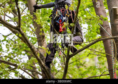 Symbolfoto zum Thema Baumpflege. Ein Mann aufgenommen bei der Baumpflege a Berlino, 23.04.2025. Berlin Deutschland *** foto simbolica sul soggetto o Foto Stock