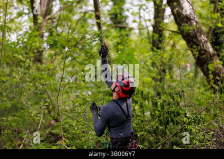 Symbolfoto zum Thema Baumpflege. Ein Mann aufgenommen bei der Baumpflege a Berlino, 23.04.2025. Berlin Deutschland *** foto simbolica sul soggetto o Foto Stock