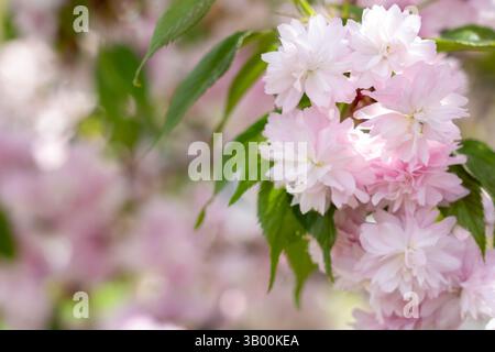 I delicati ciliegi rosa sbocciano, creando un'incredibile esposizione tra foglie verdi lussureggianti in un tranquillo ambiente del parco durante i vibranti mari primaverili Foto Stock