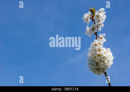 i ciliegi sbocciano contro il cielo blu in primavera Foto Stock