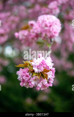 primo piano dell'albero rosa in fiore di ciliegio nella verticale primaverile Foto Stock